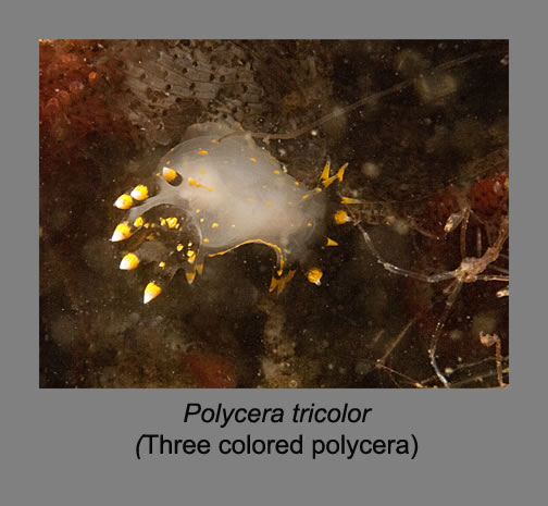p0lycera tricolor